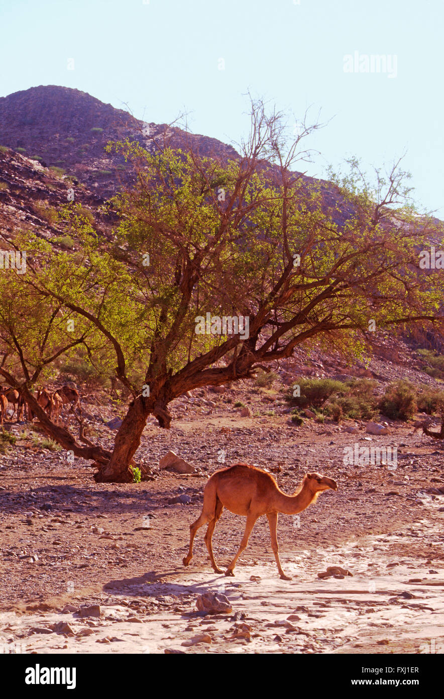 Dromedario camello forrajes para alimento en las colinas cercanas a Bishah, Reino de Arabia Saudita Foto de stock
