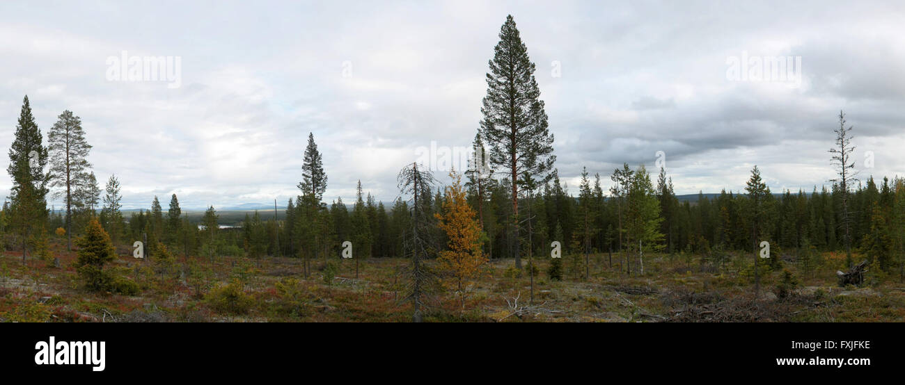 Vista panorámica desde una montaña cerca de Pajala, Norrbotten, Suecia. Foto de stock