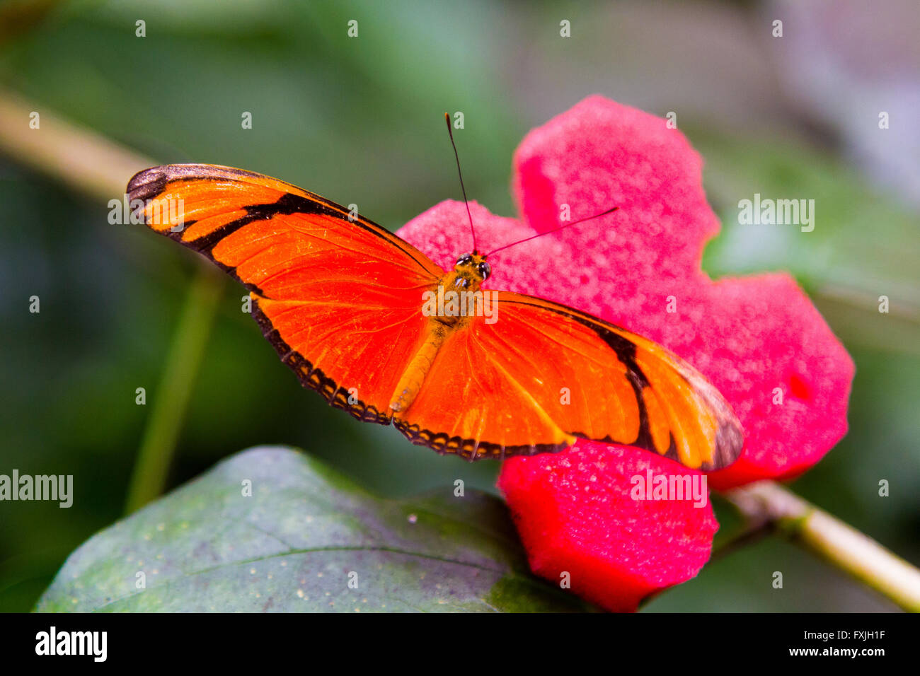 Bonita mariposa con colores naranja y negro Foto de stock