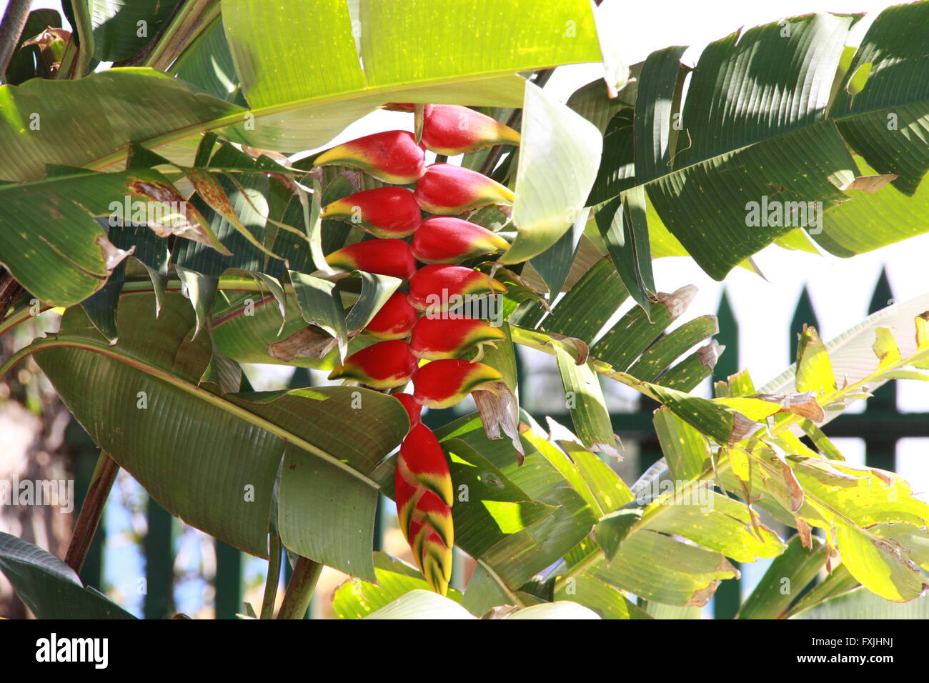 Árbol tropical de flores rojas y amarillas Fotografía de stock - Alamy