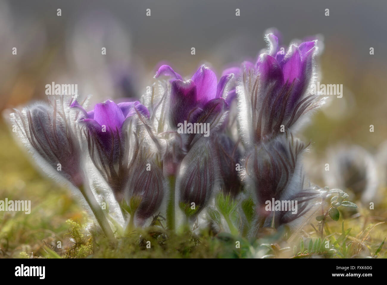 Flor de pasque común (pulsatilla vulgaris), varias flores y capullos de retroiluminación, Reserva de la Biosfera Suabia Foto de stock