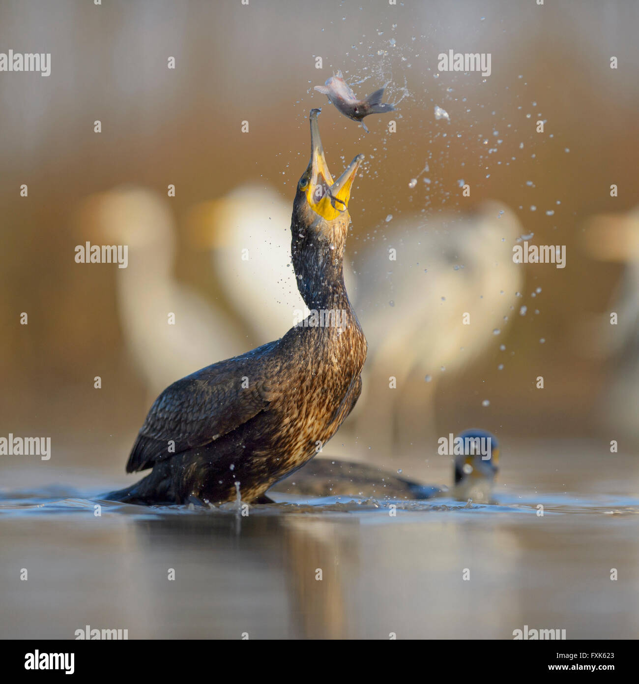 Cormoranes (Phalacrocorax carbo), pájaro joven del año anterior arrojando su presa para comer, Parque Nacional Kiskunság Foto de stock