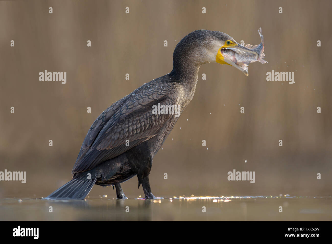 Cormoranes (Phalacrocorax carbo), pájaro joven del año anterior pescar y comer su presa, Parque Nacional Kiskunság Foto de stock