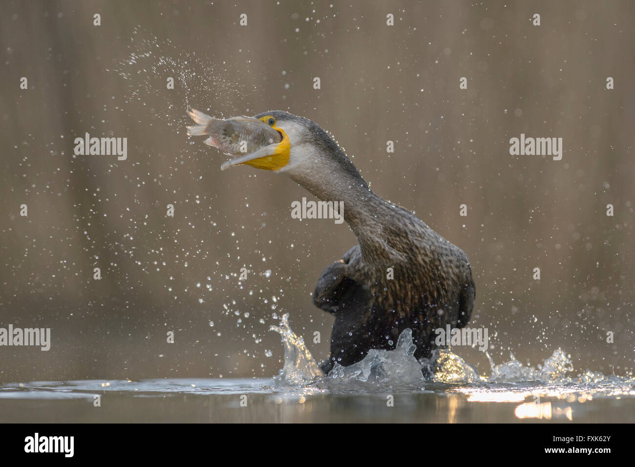 Cormoranes (Phalacrocorax carbo), pájaro joven del año anterior la pesca, Parque Nacional Kiskunság, Hungría Foto de stock