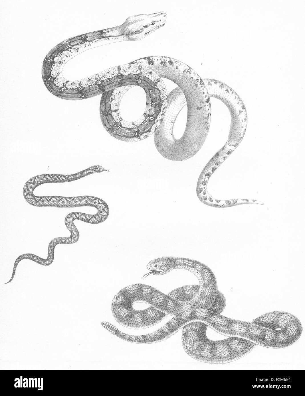 Las serpientes: Boa Constrictor; la víbora de cascabel, bandas; grabado antiguo c1849 Foto de stock