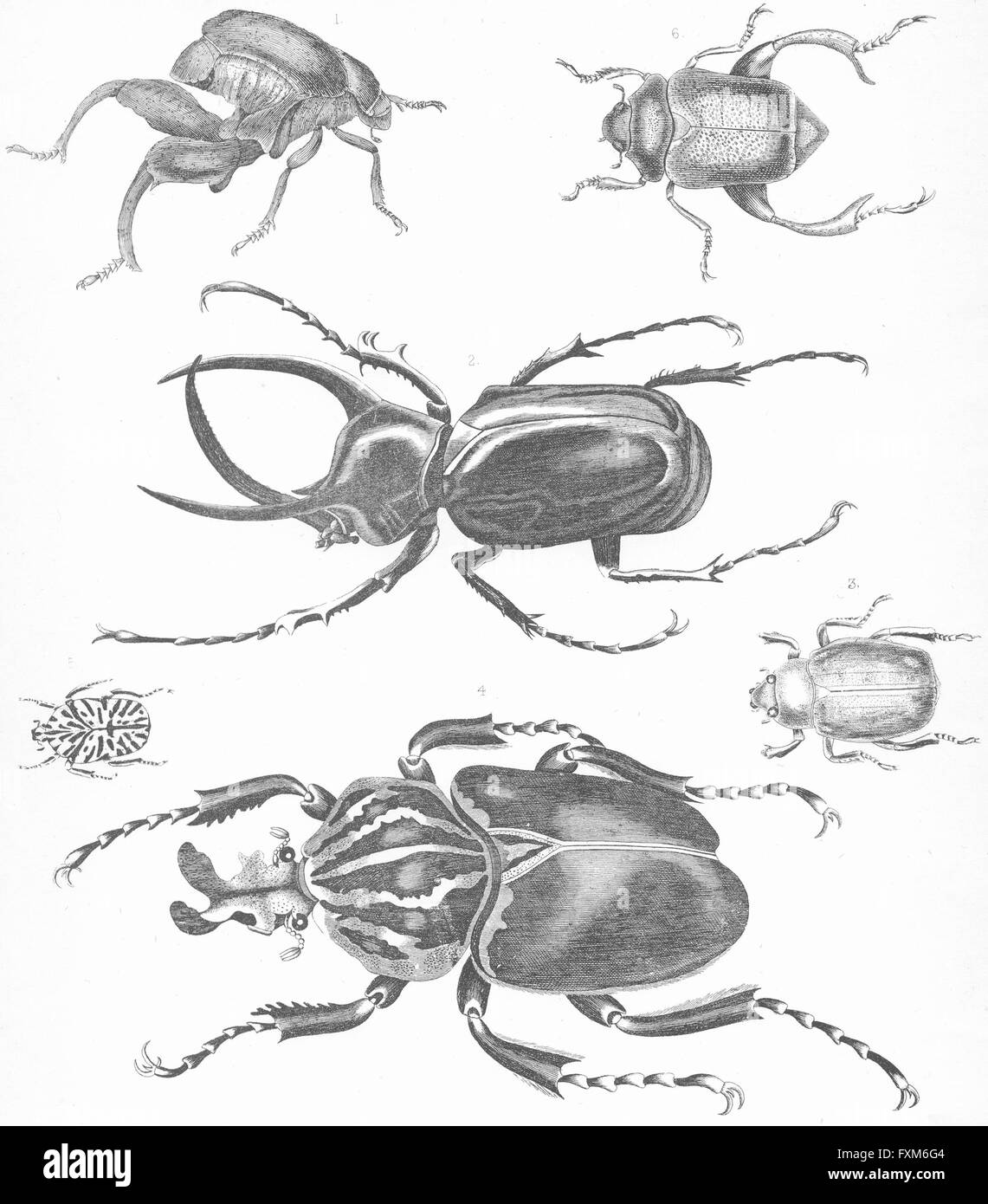 Los escarabajos: canguro jeroglífico peruano Dorado, grabado antiguo c1849 Foto de stock