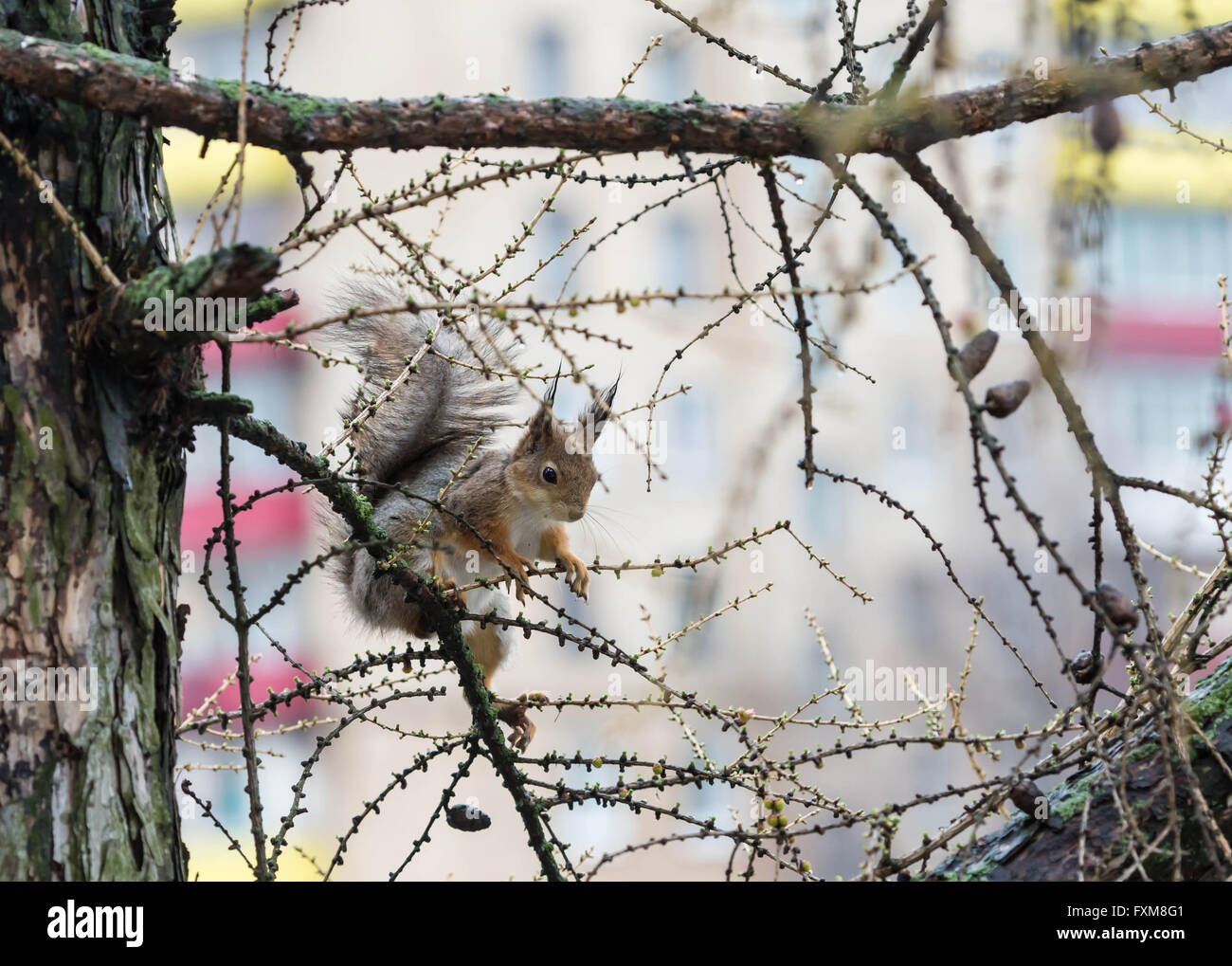 Poco lindo ardilla en árbol de alerce en la primavera en la ciudad Foto de stock
