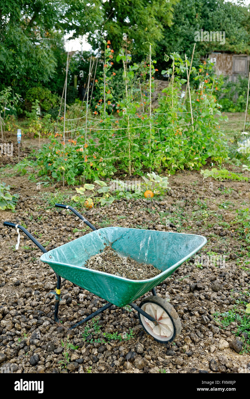 Jardín de adjudicación donde la tierra está disponible para uso personal el cultivo de frutas y hortalizas. Foto de stock