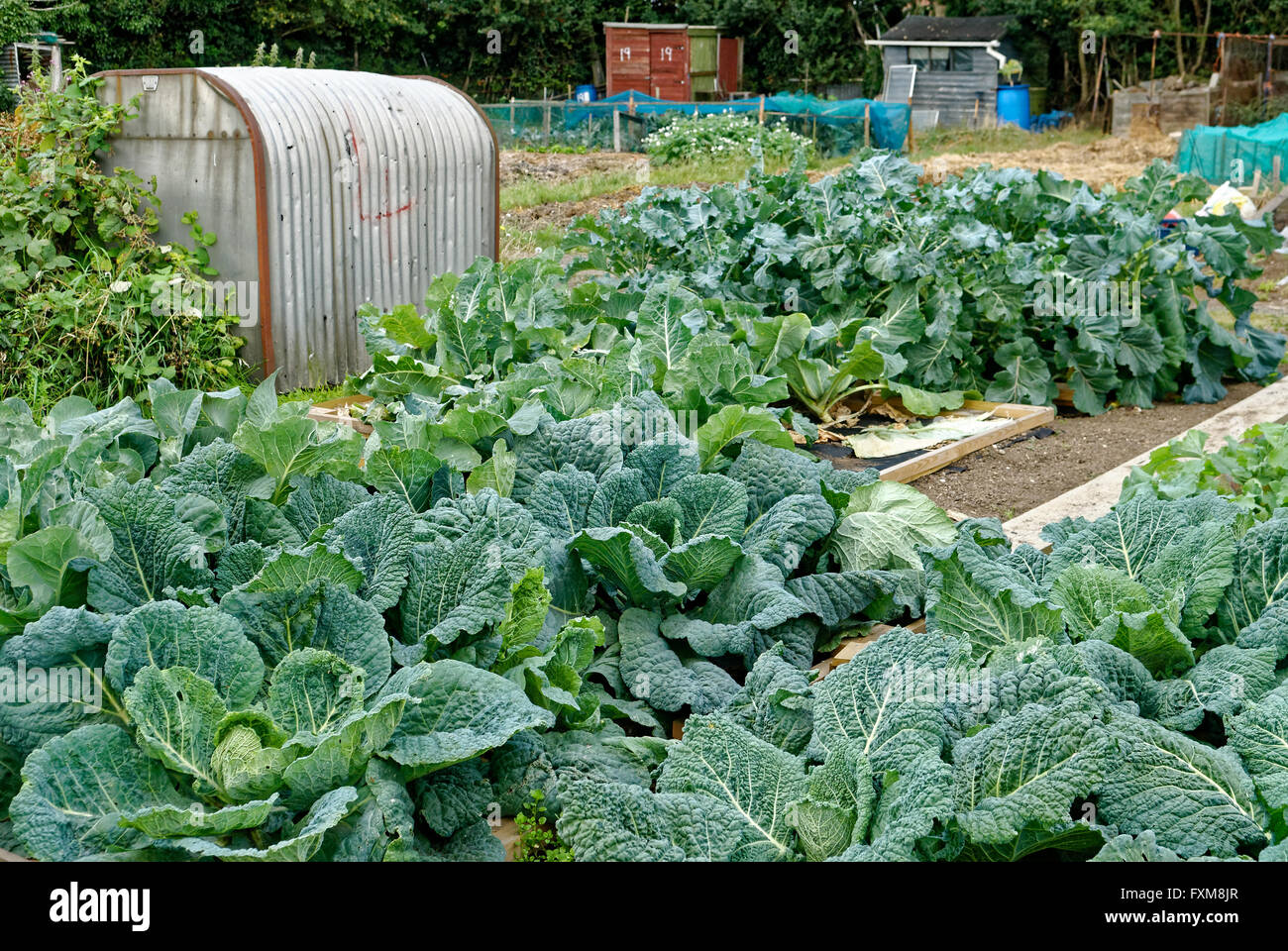 Jardín de adjudicación donde la tierra está disponible para uso personal el cultivo de frutas y hortalizas. Foto de stock