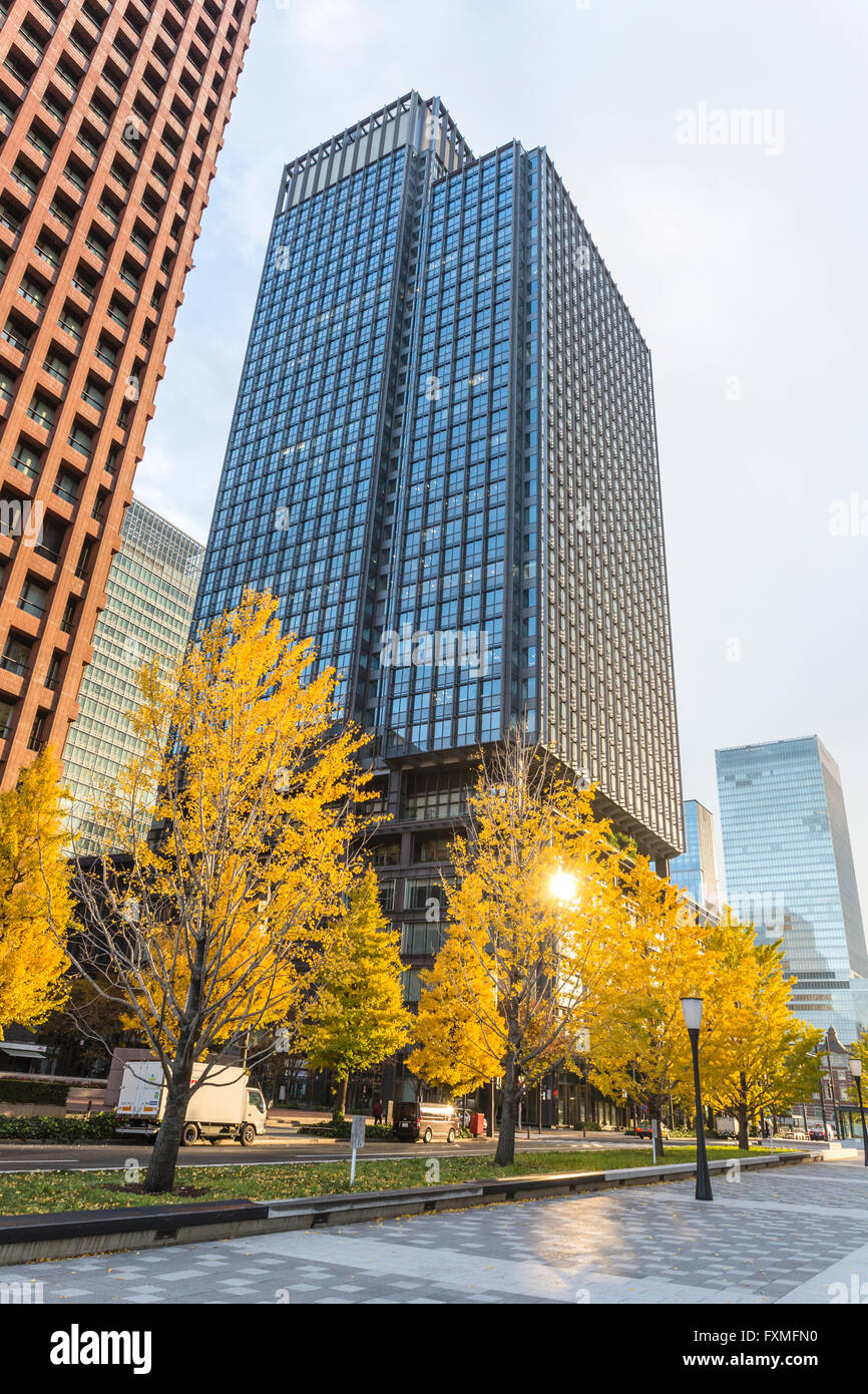 Árbol de ginkgo alineadas, Tokio, Japón Foto de stock