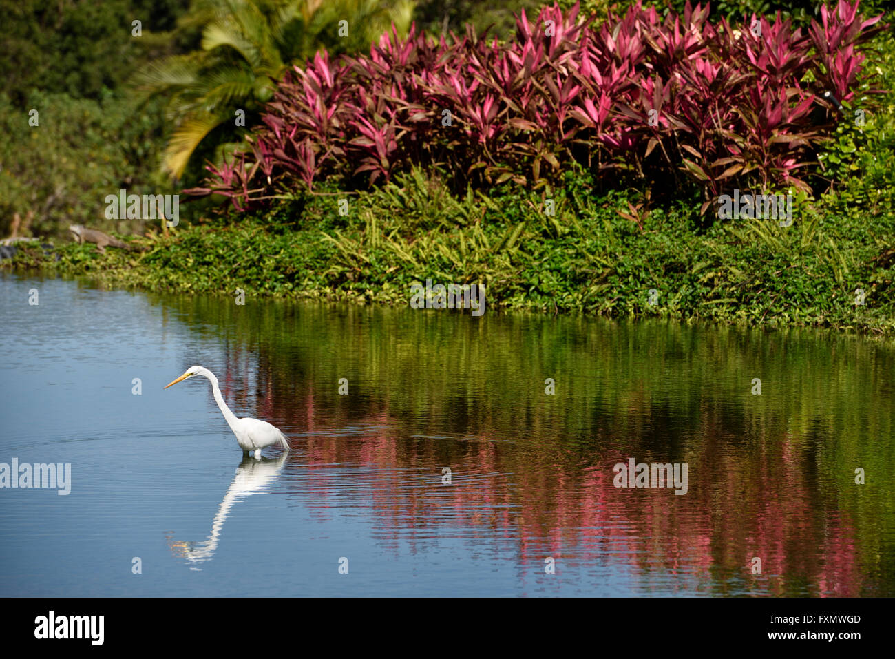 Gran garceta Blanca de caza en una charca en un resort en Nuevo Vallarta, México con la iguana y rojo ti planta méxico Foto de stock