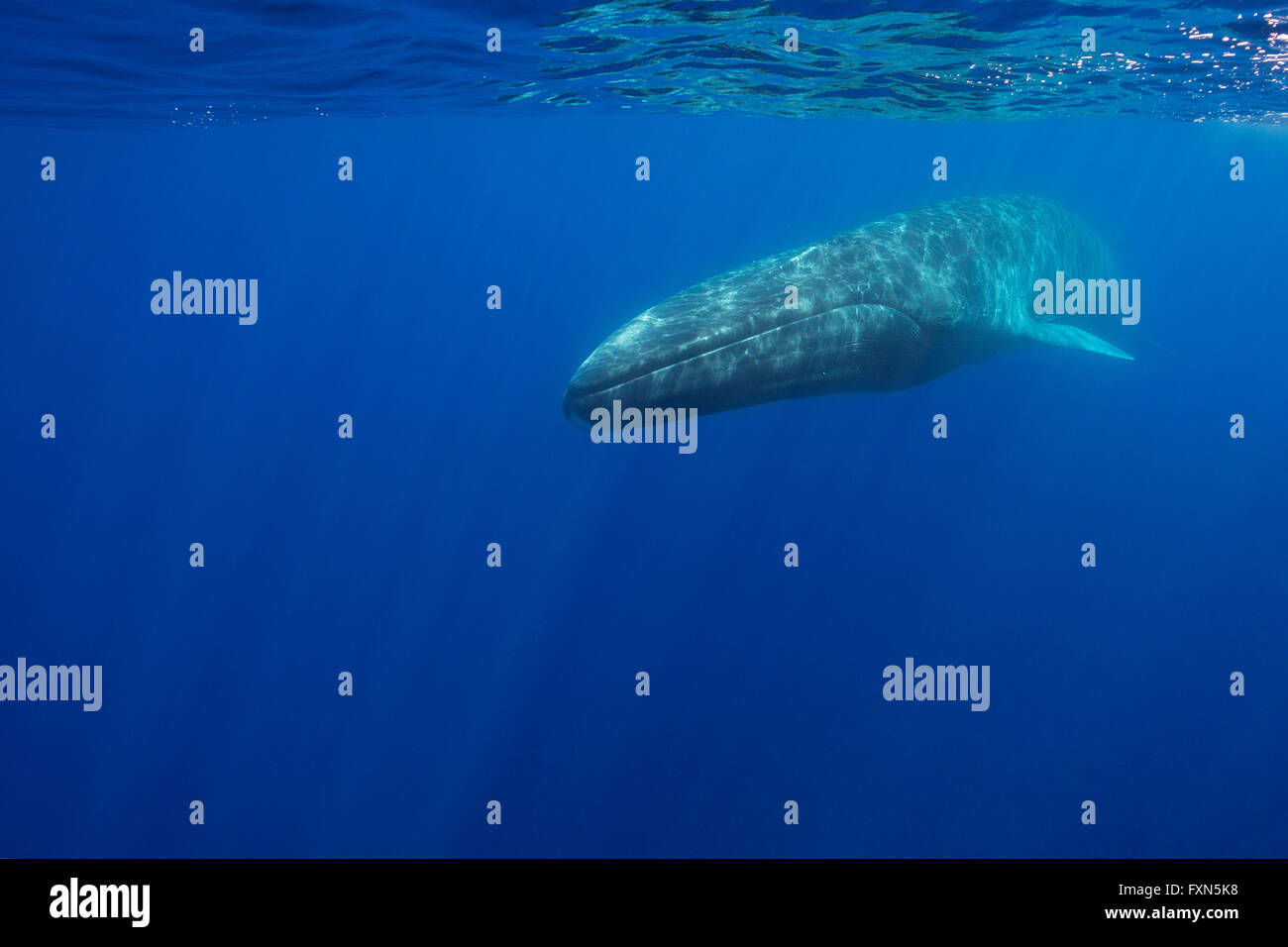 Rorcual común, finback whale, razorback, o common rorqual, Balaenoptera physalus, el Santuario Pelagos para mamíferos marinos del Mediterráneo Foto de stock