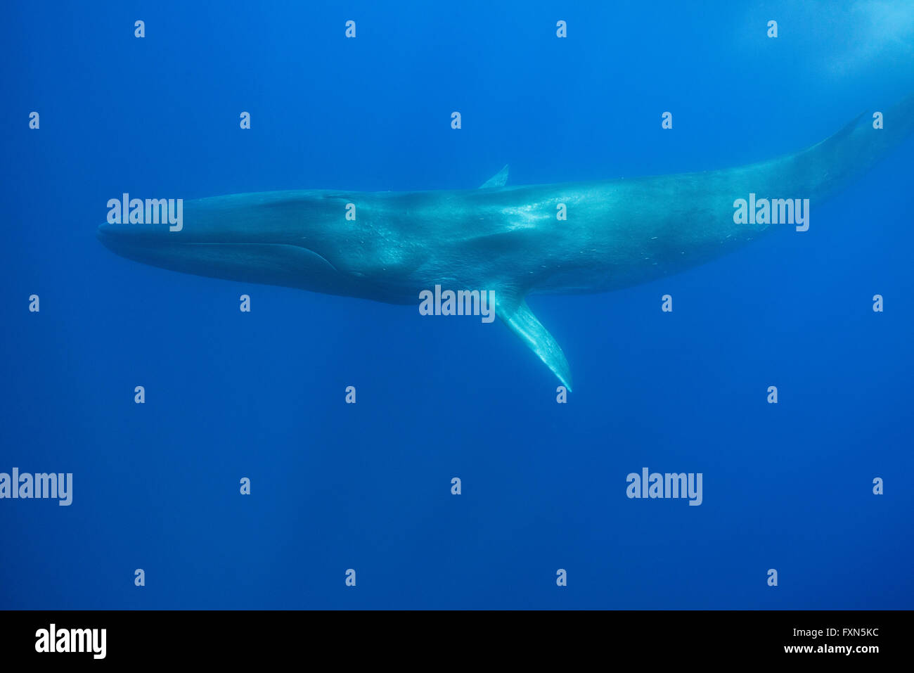 Rorcual común, finback whale, razorback, o common rorqual, Balaenoptera physalus, Santuario Pelagos, Italia cerca de Córcega, Francia Foto de stock