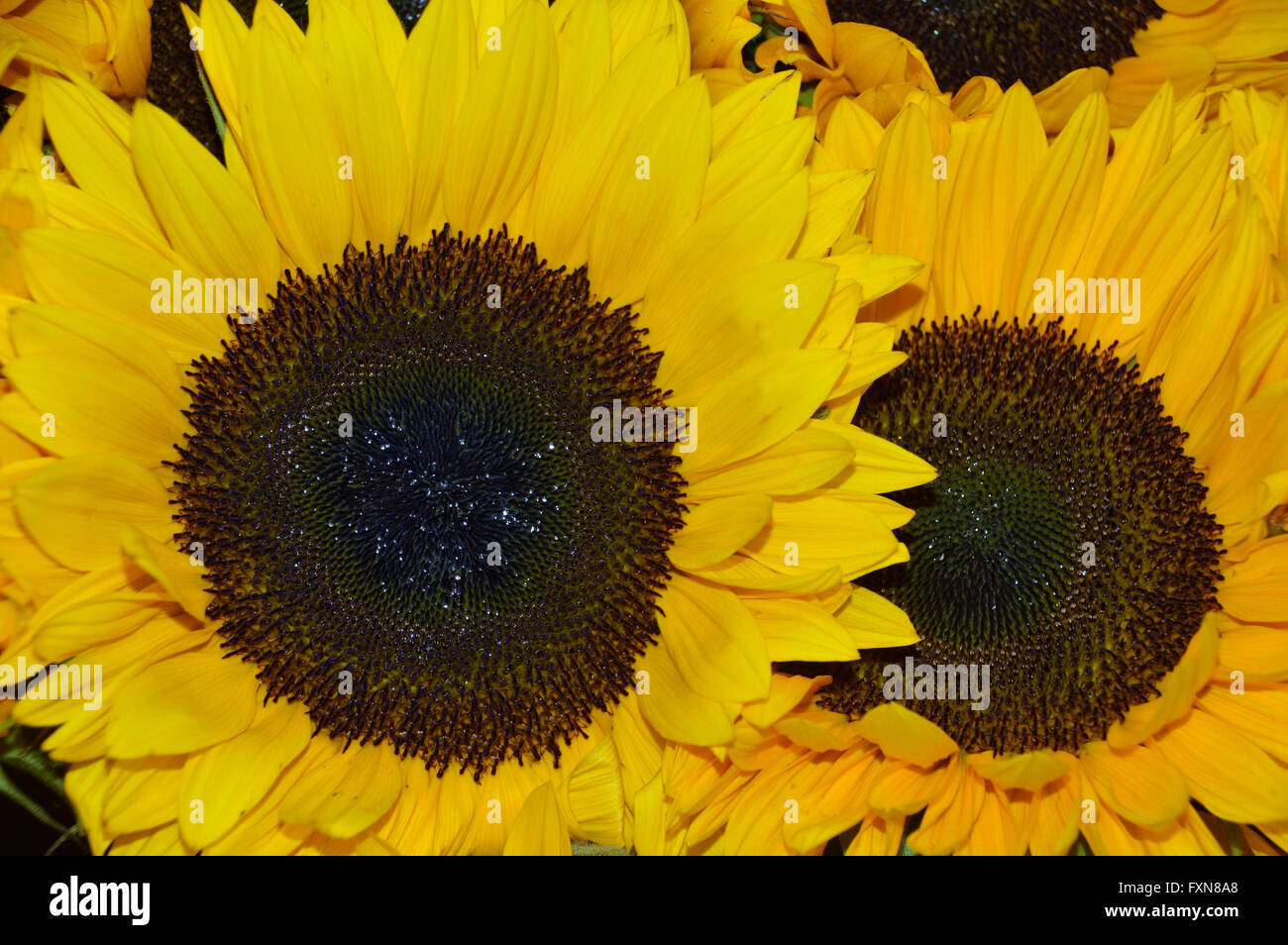2 girasoles fotografías e imágenes de alta resolución - Alamy