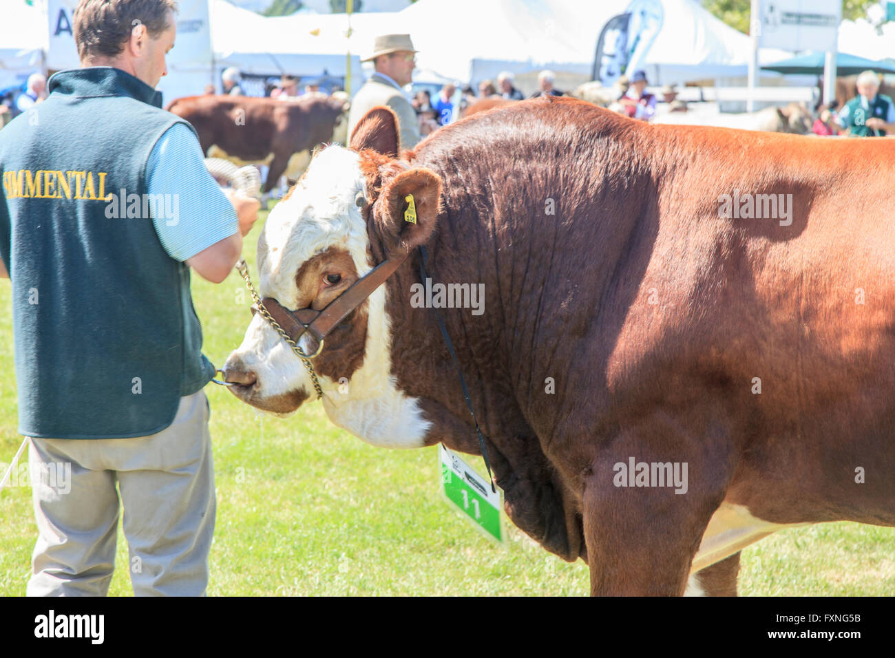 Premio Semental bull en país agrícola muestran, Christchurch, Canterbury, Isla del Sur, Nueva Zelanda Foto de stock