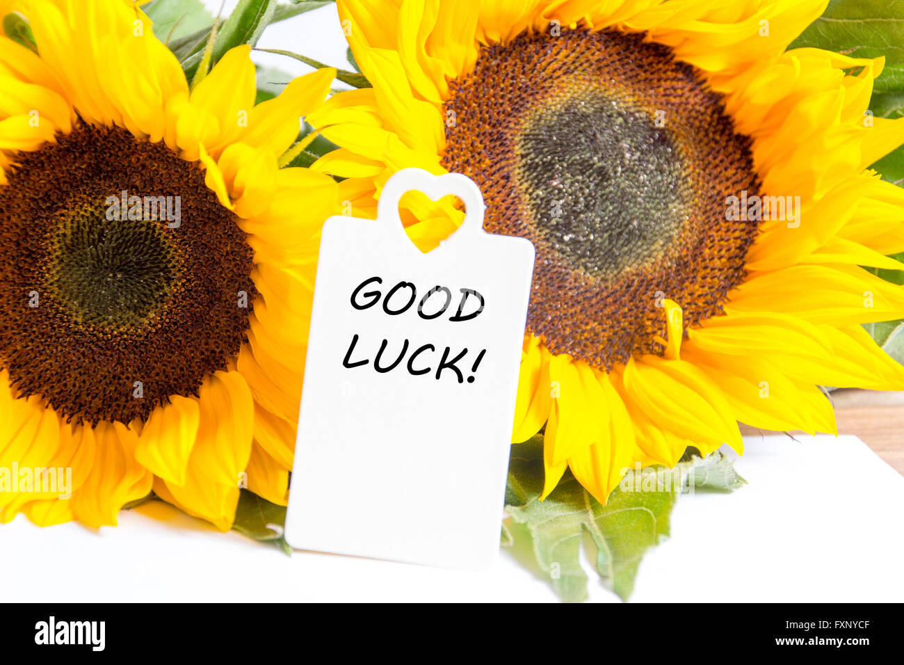 Sunflower good luck fotografías e imágenes de alta resolución - Alamy