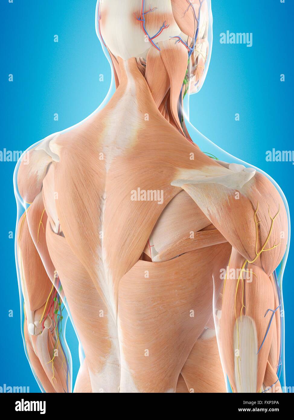 Anatomia espalda humana fotografías e imágenes de alta resolución