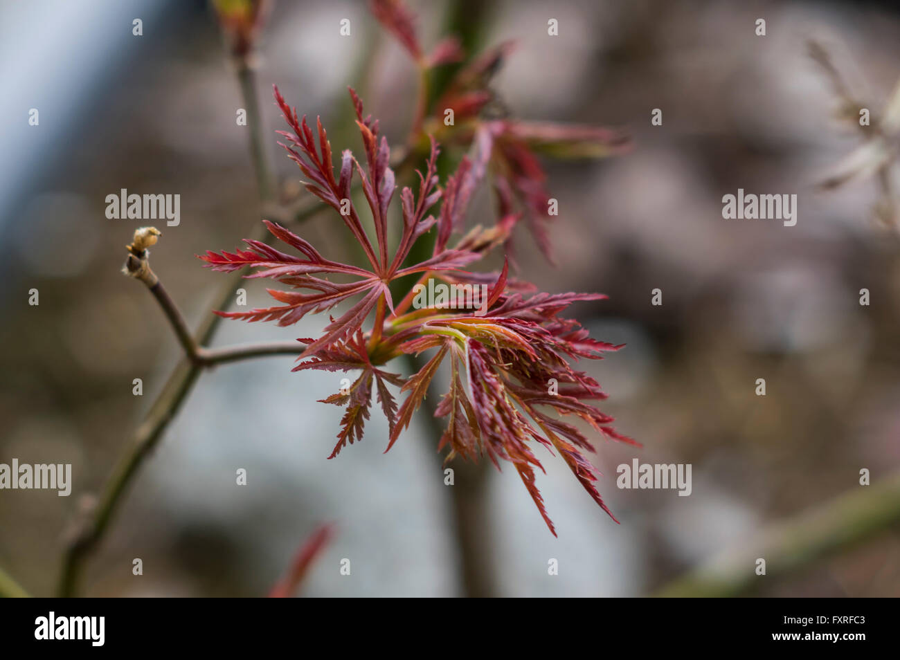 Hojas rojas de arce japonés (acer palmatum) desarrollo en primavera. Foto de stock
