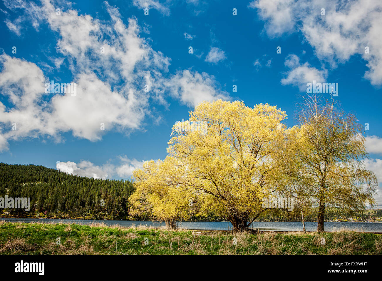 Hermosos árboles de hojas amarillas bajo un cielo azul en Liberty Lake en Washington. Foto de stock
