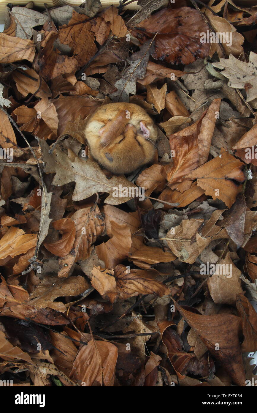 Muscardinus avellanarius Hazel lirón careto, Foto de stock