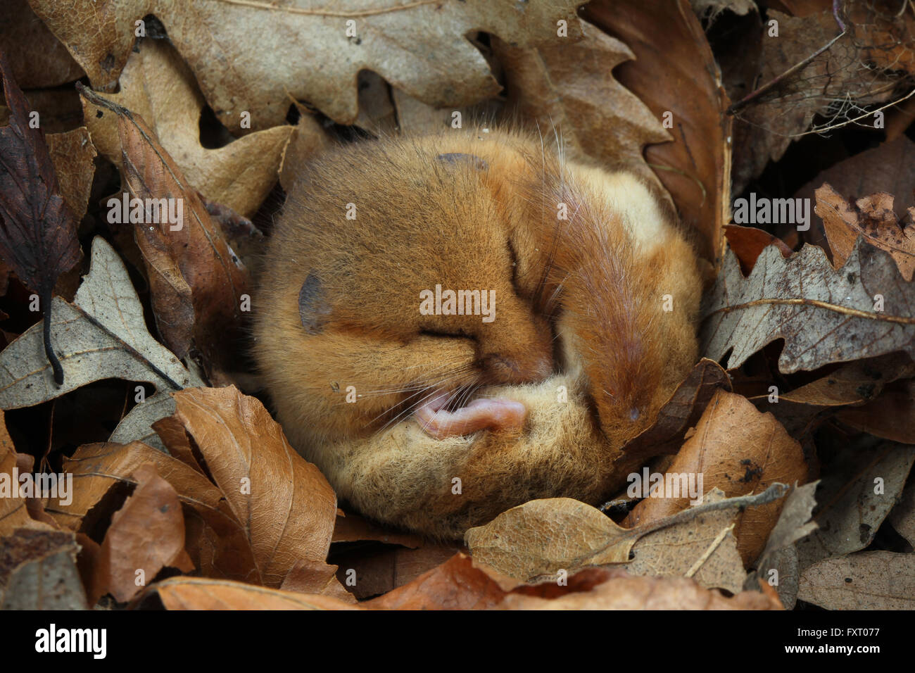 Muscardinus avellanarius Hazel lirón careto, Foto de stock