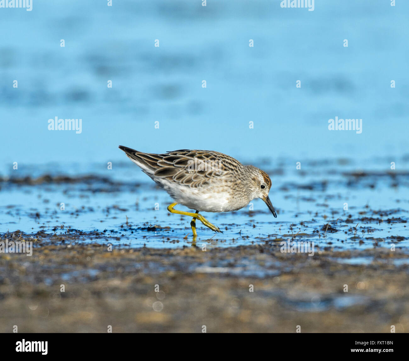 Sharp-tailed Sandpiper (Calidris acuminata), Parnka Point, el Parque Nacional Coorong, Península Fleurieu, South Australia Foto de stock