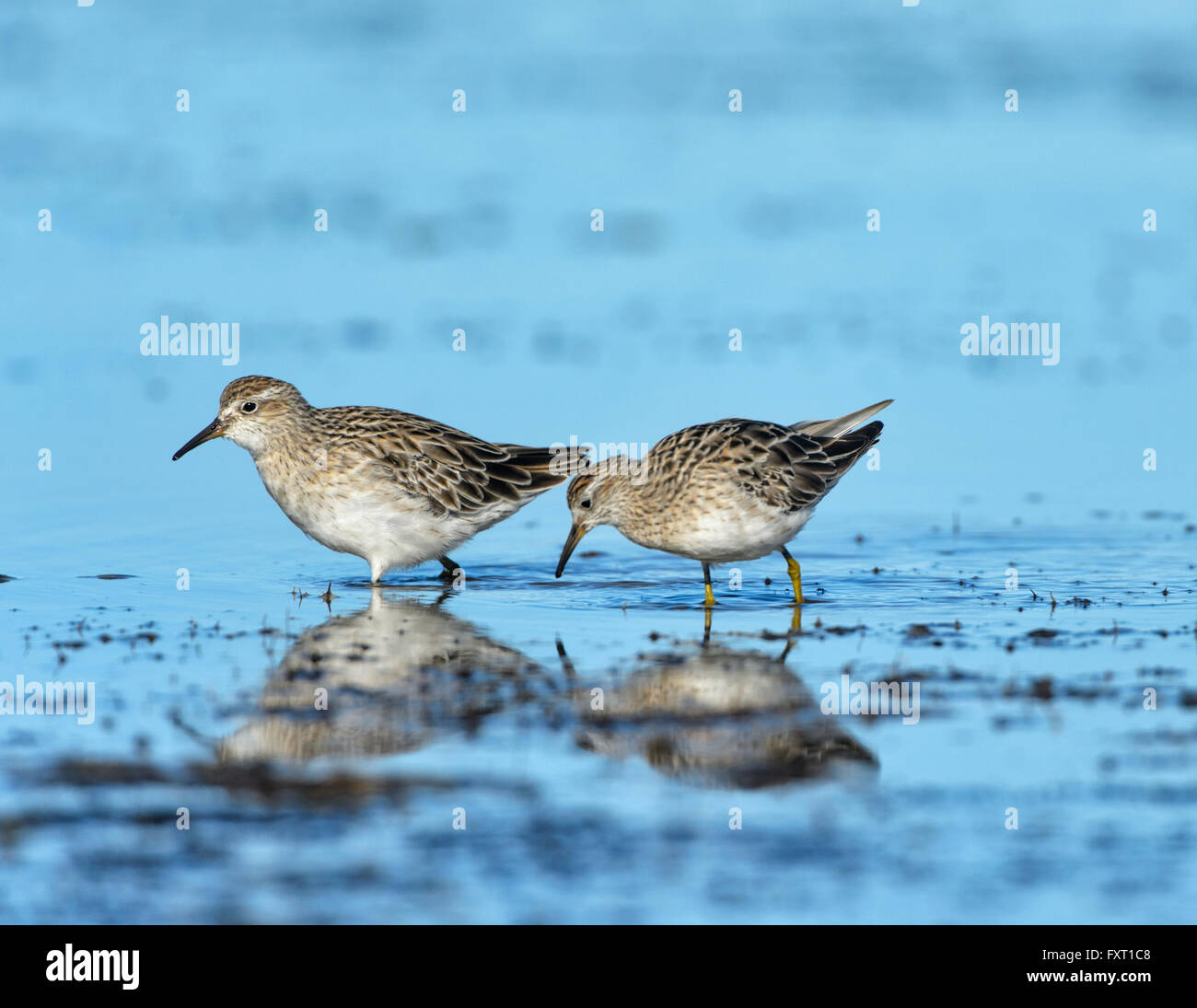 Sharp-tailed Playeritos (Calidris acuminata), Parnka Point, el Parque Nacional Coorong, Península Fleurieu, South Australia Foto de stock