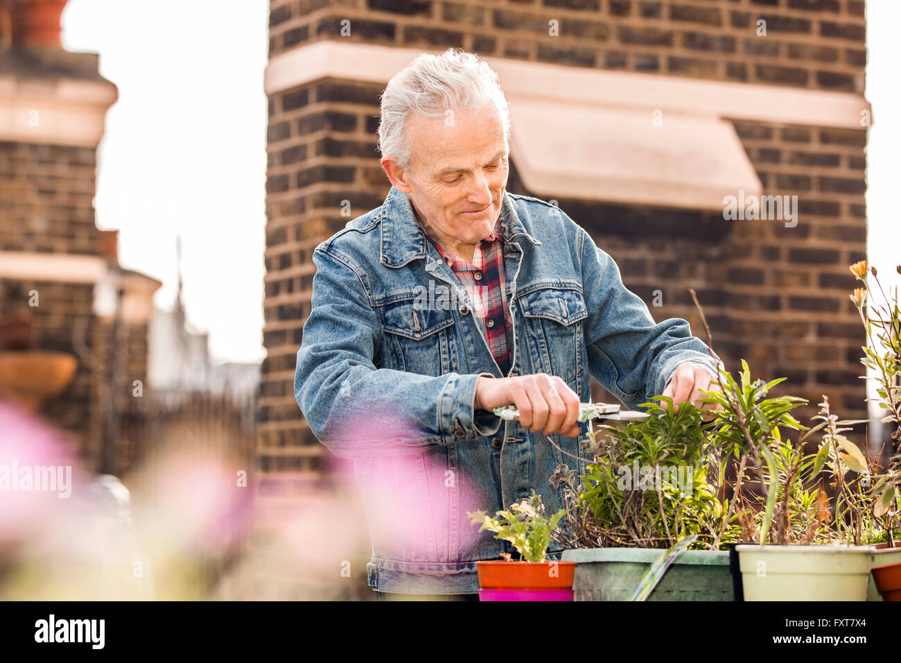 Hombre Senior poda plantas en macetas en el jardín de la azotea de la ciudad Foto de stock