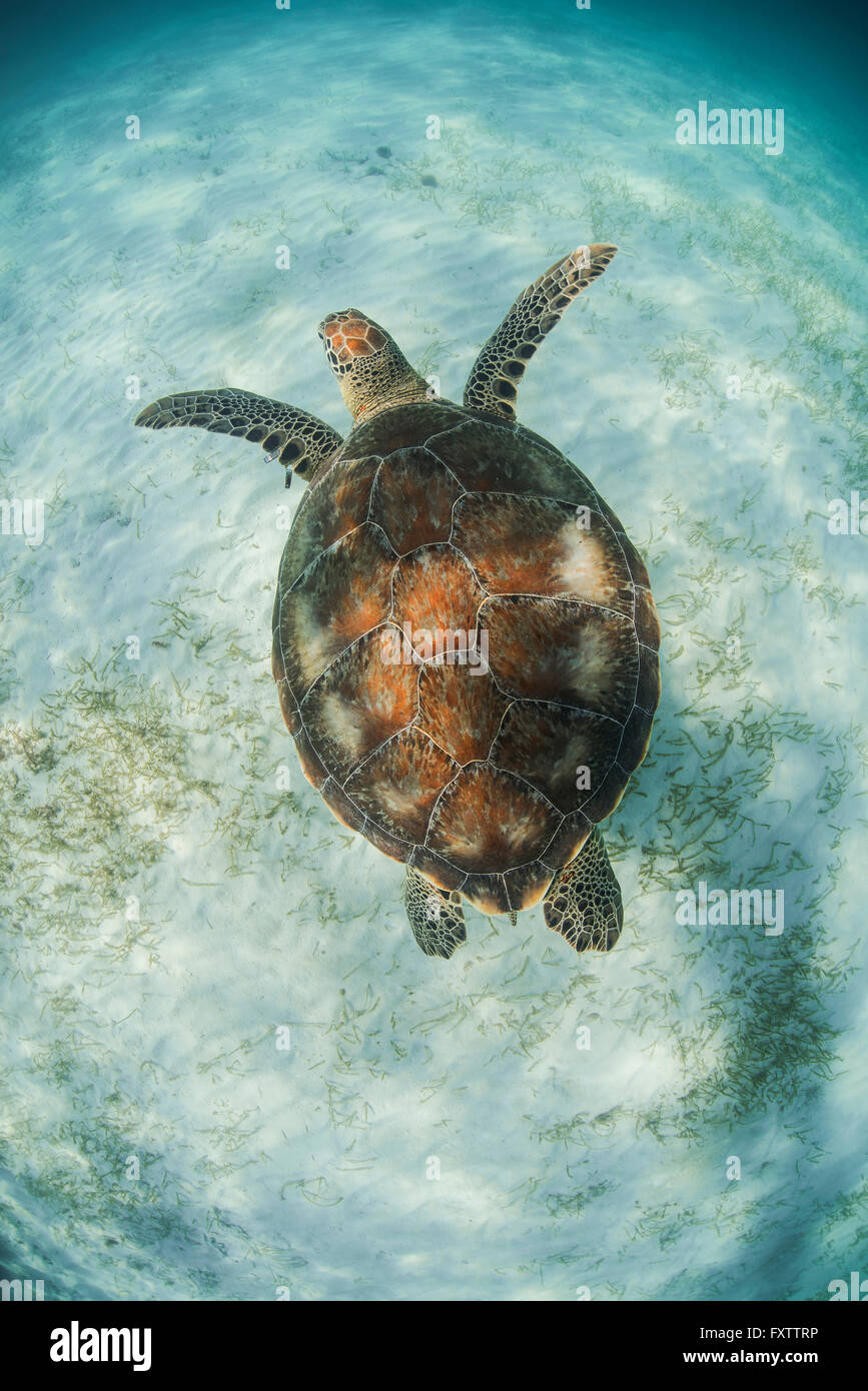 La tortuga verde (Chelonia mydas) busca motivos de forrajeo de algas en los bajíos de la bahía de Akumal, México Foto de stock