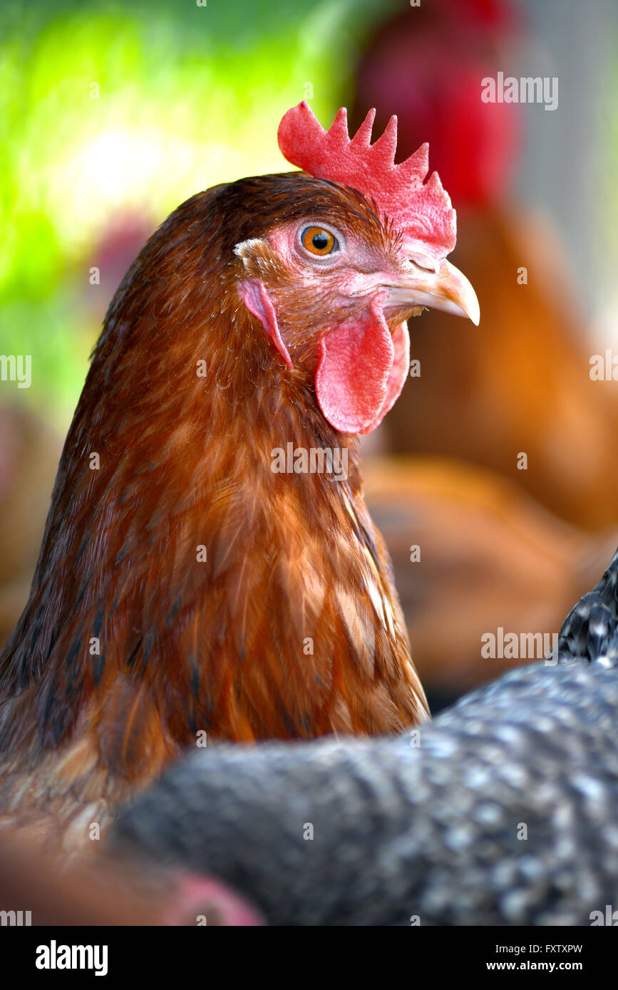 Pollos de rango libre tradicional granja avícola. Foto de stock