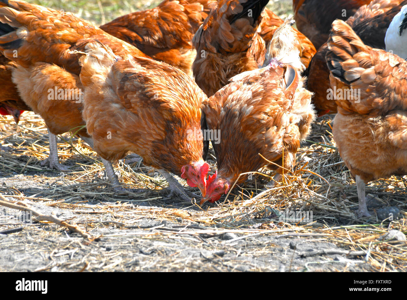 Pollos de rango libre tradicional granja avícola. Foto de stock