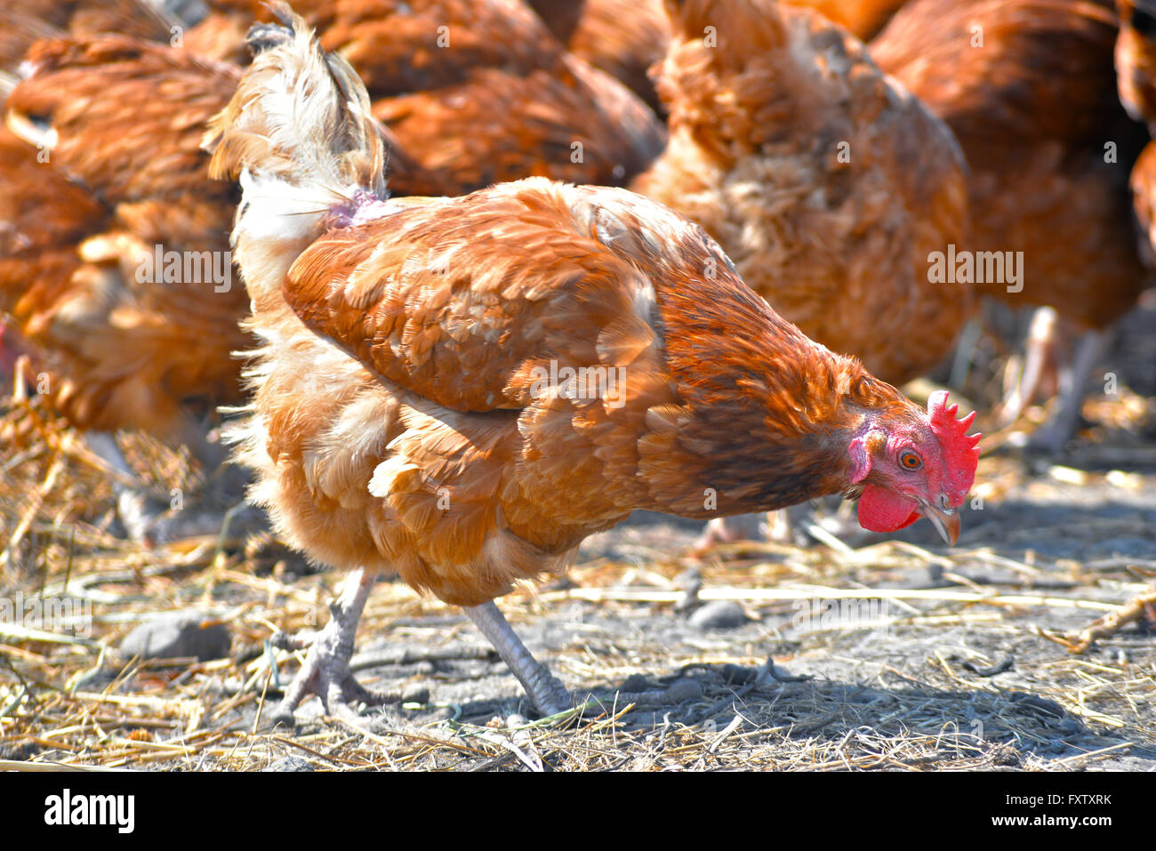 Pollos de rango libre tradicional granja avícola. Foto de stock