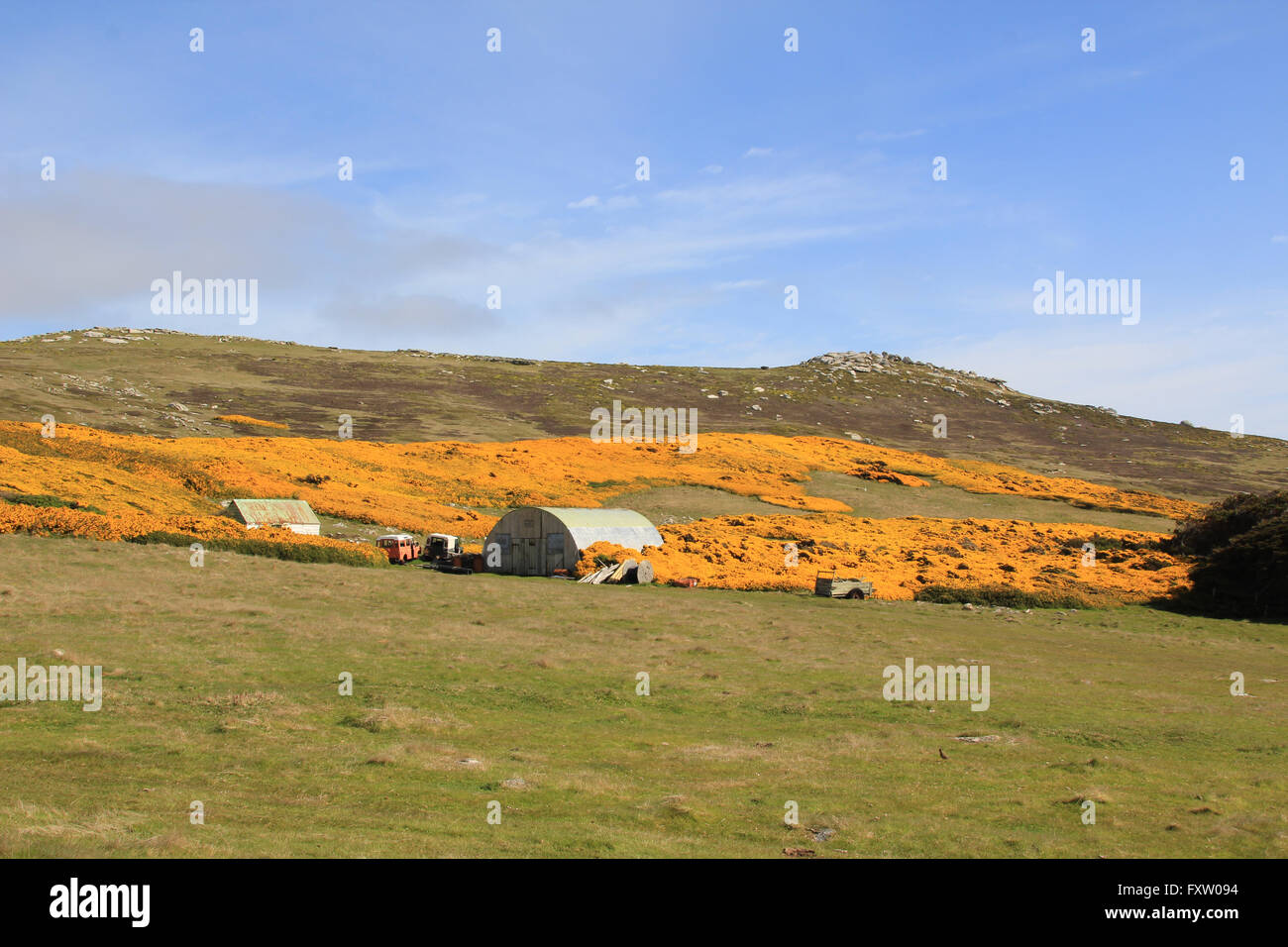 Las retamas de West Point, Isla Falkland Islands Foto de stock