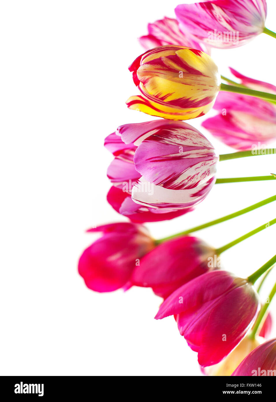 Tulipanes en un fondo blanco con espacio para texto Foto de stock