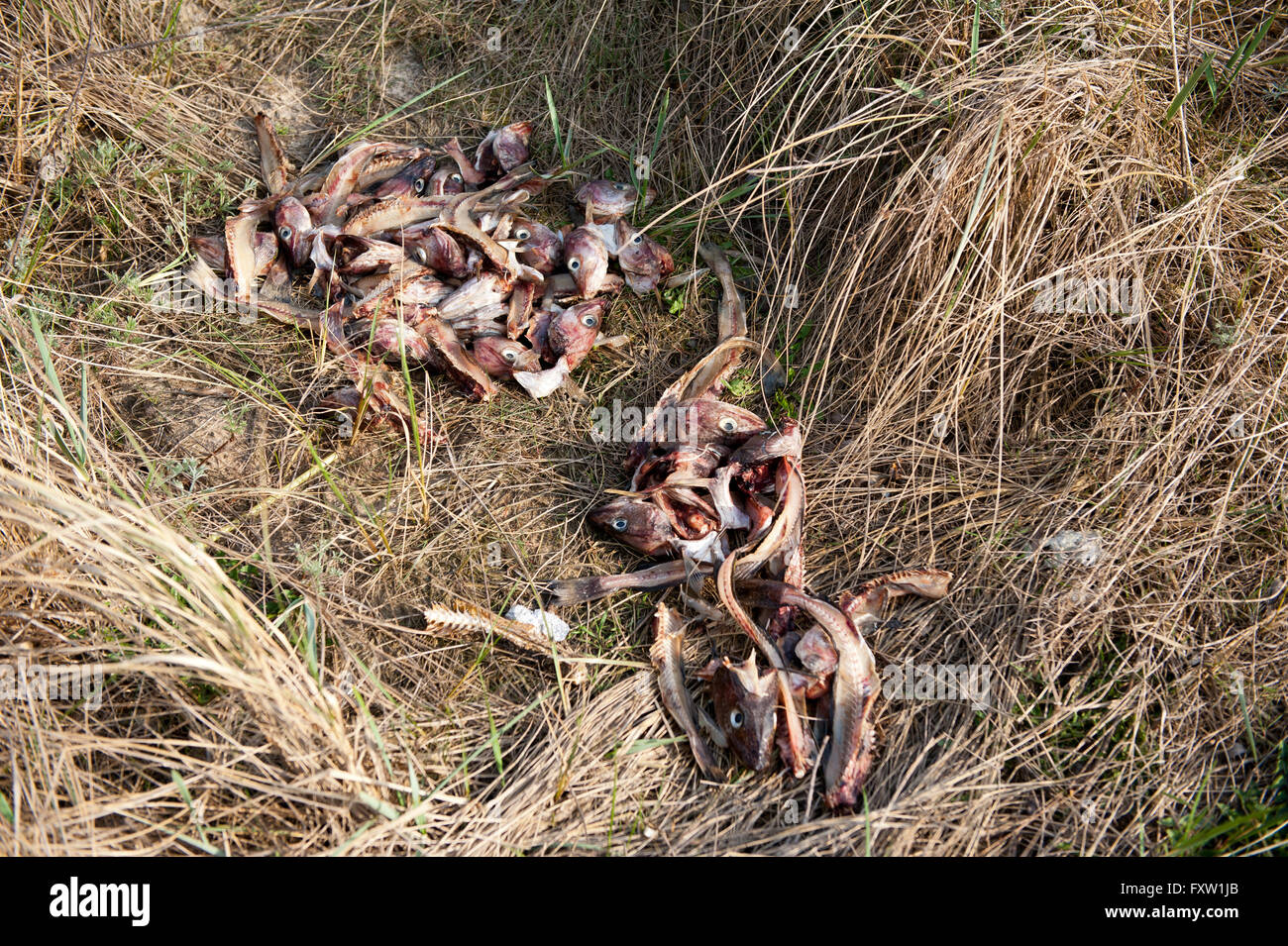 Cortar las cabezas de pescado de mar camada mintiendo vagamente dispersas en la hierba en Polonia, Europa. Mar de residuos secos para alimentos animales tirado. Foto de stock