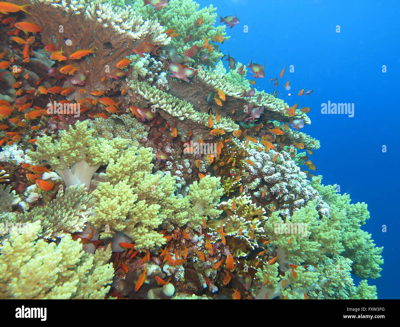 Korallen, Hermano Islas, Rotes Meer, Aegypten Foto de stock