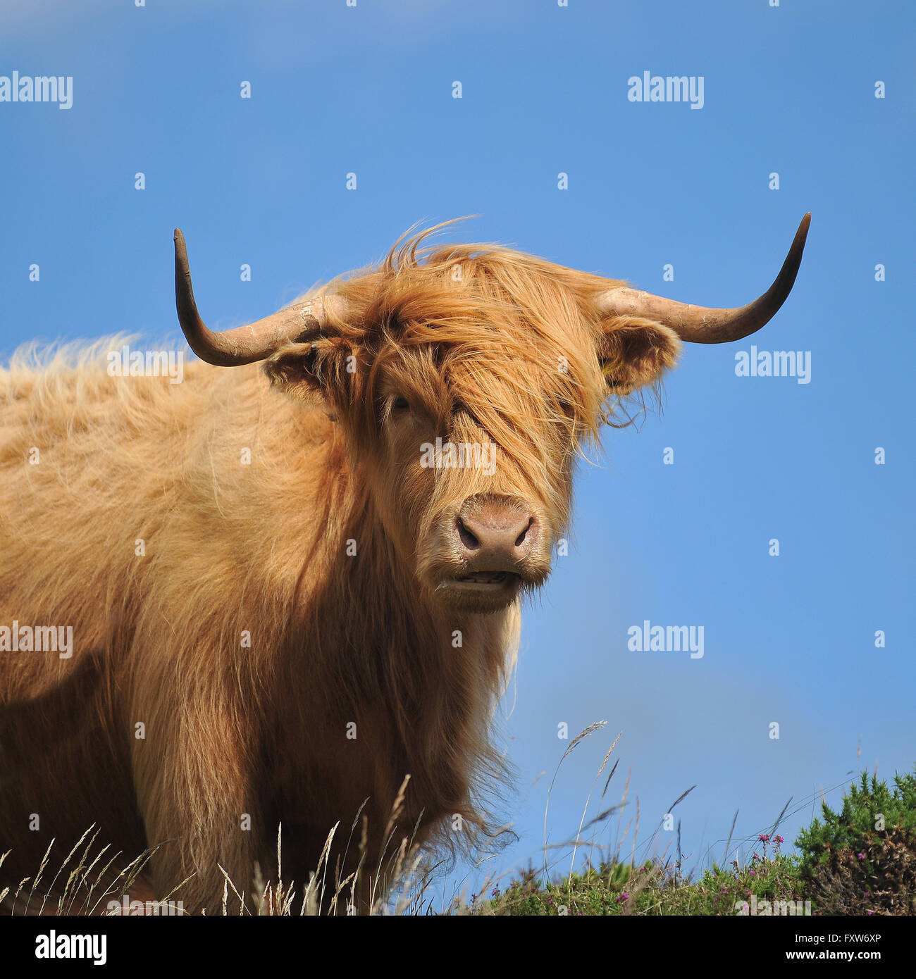Highland vaca Foto de stock