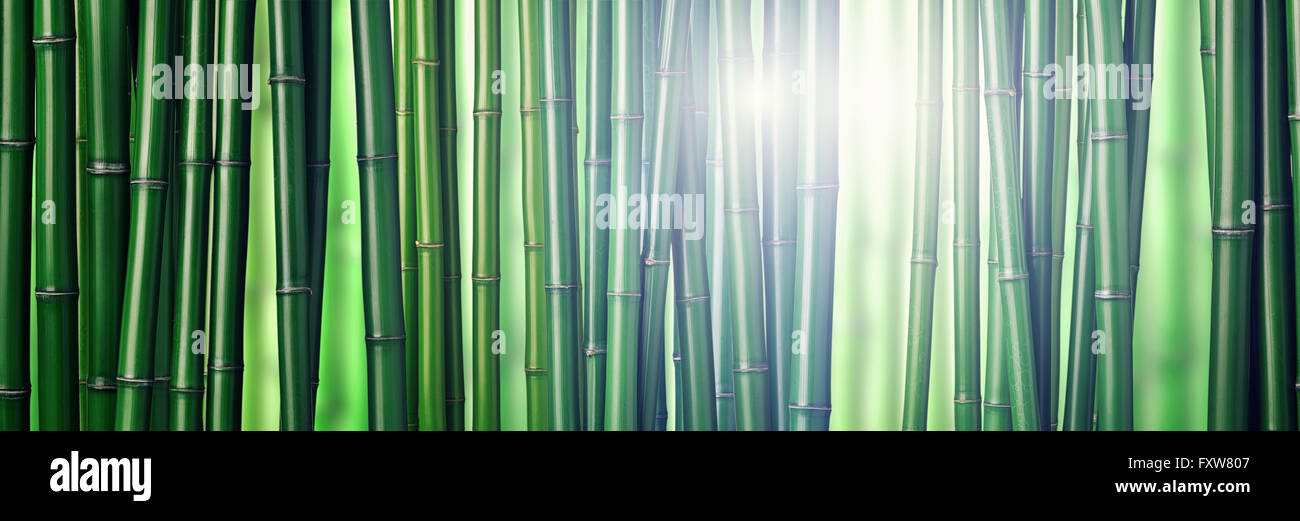 Primer plano de bambú verde chino Foto de stock