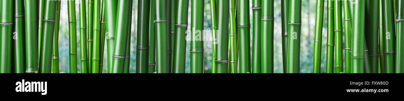 Primer plano de bambú verde chino Foto de stock