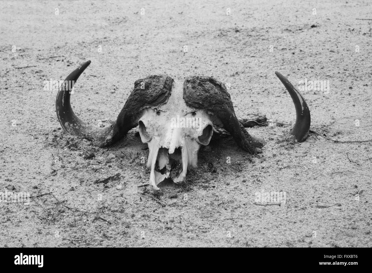 Cráneo de búfalo tumbado en la arena Foto de stock