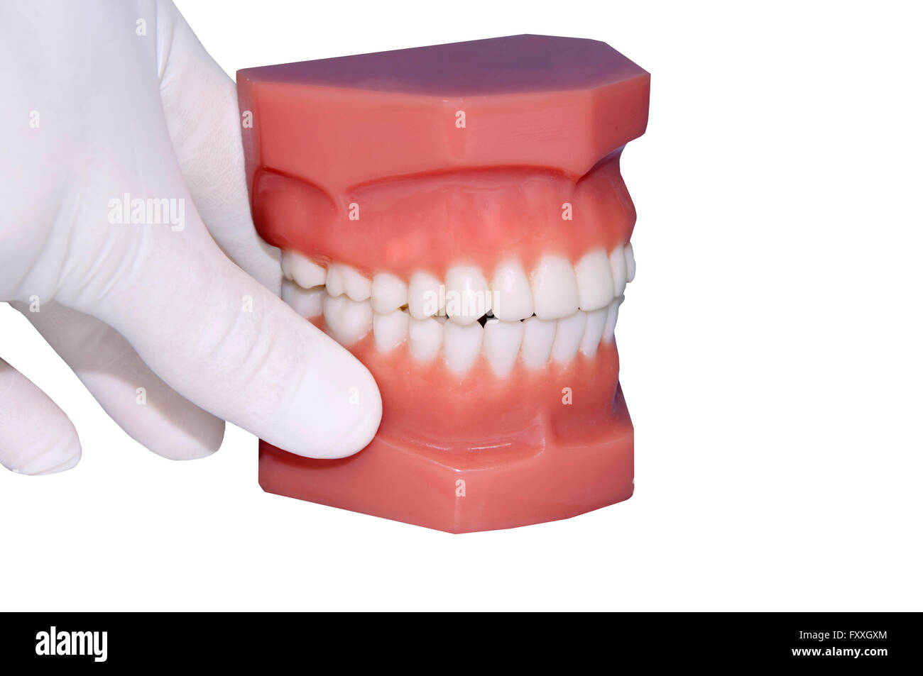 Dentista mano muestran los dientes humanos modelo aislado en blanco Foto de stock