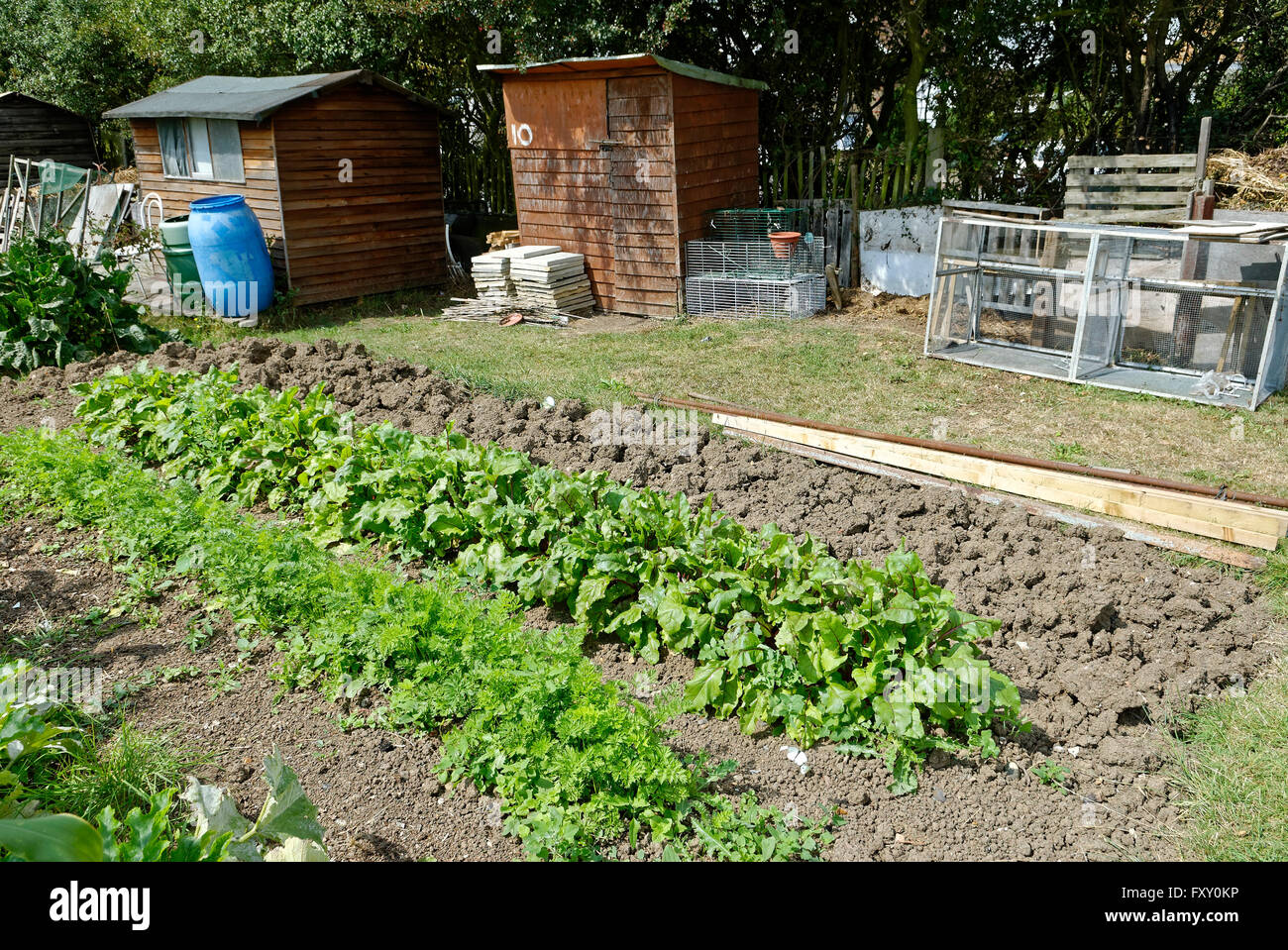 Jardín de adjudicación donde la tierra está disponible para uso personal el cultivo de frutas y hortalizas. Foto de stock