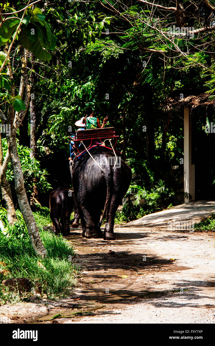 Paseo en elefante en Koh Samui, Tailandia Mama y bebé elefante junto con el conductor en su espalda Foto de stock