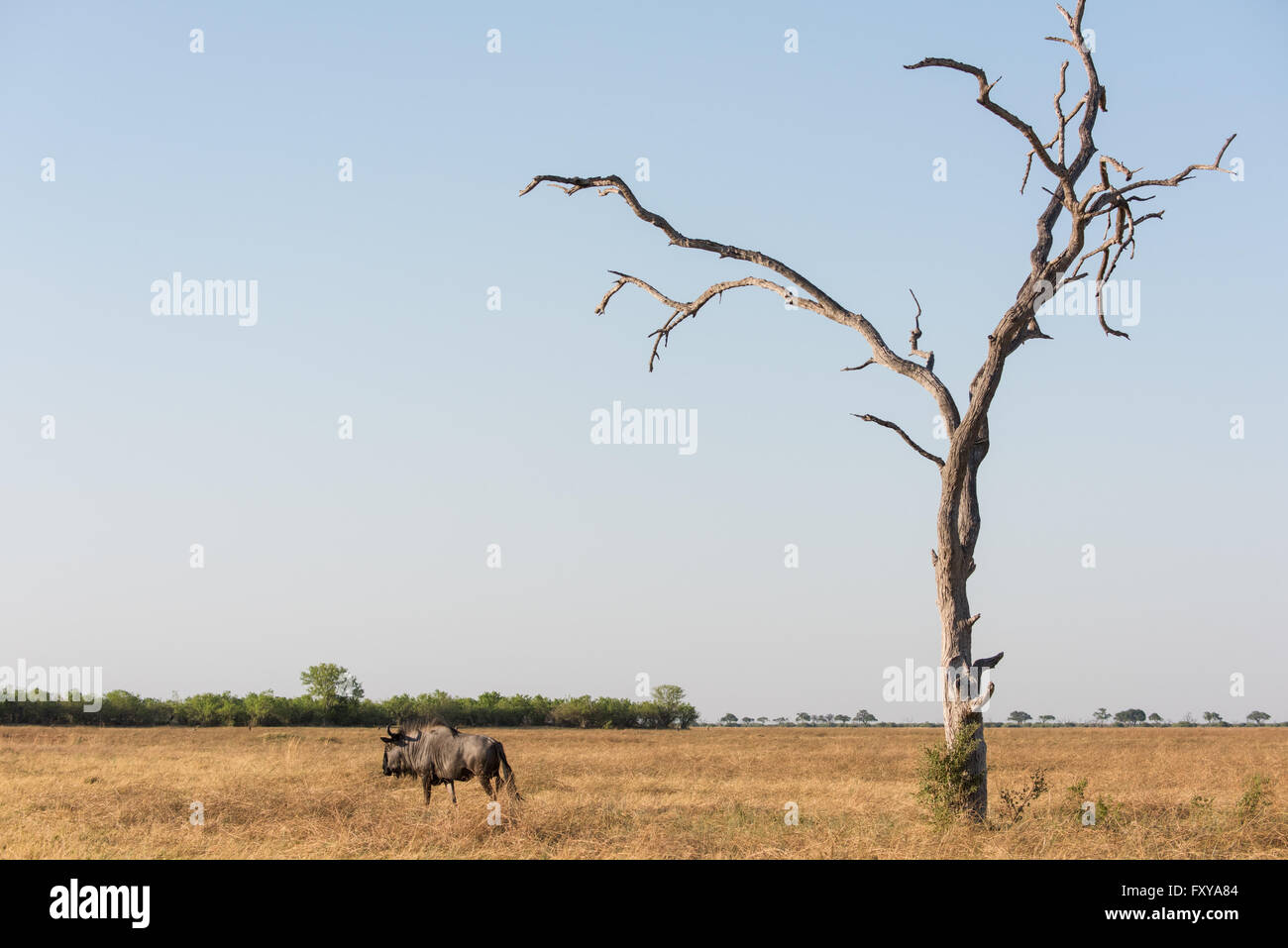 El ñu azul adulto de pie solo en Savuti Marsh pastizales secos, Botswana, 2015 Foto de stock