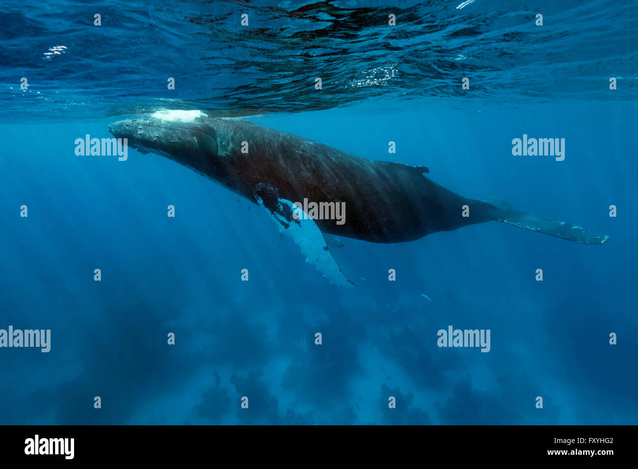 La ballena jorobada (Megaptera novaeangliae) a lo largo de arrecifes de coral, de Banco de plata, plata y Navidad Bank Santuario, Océano Atlántico Foto de stock