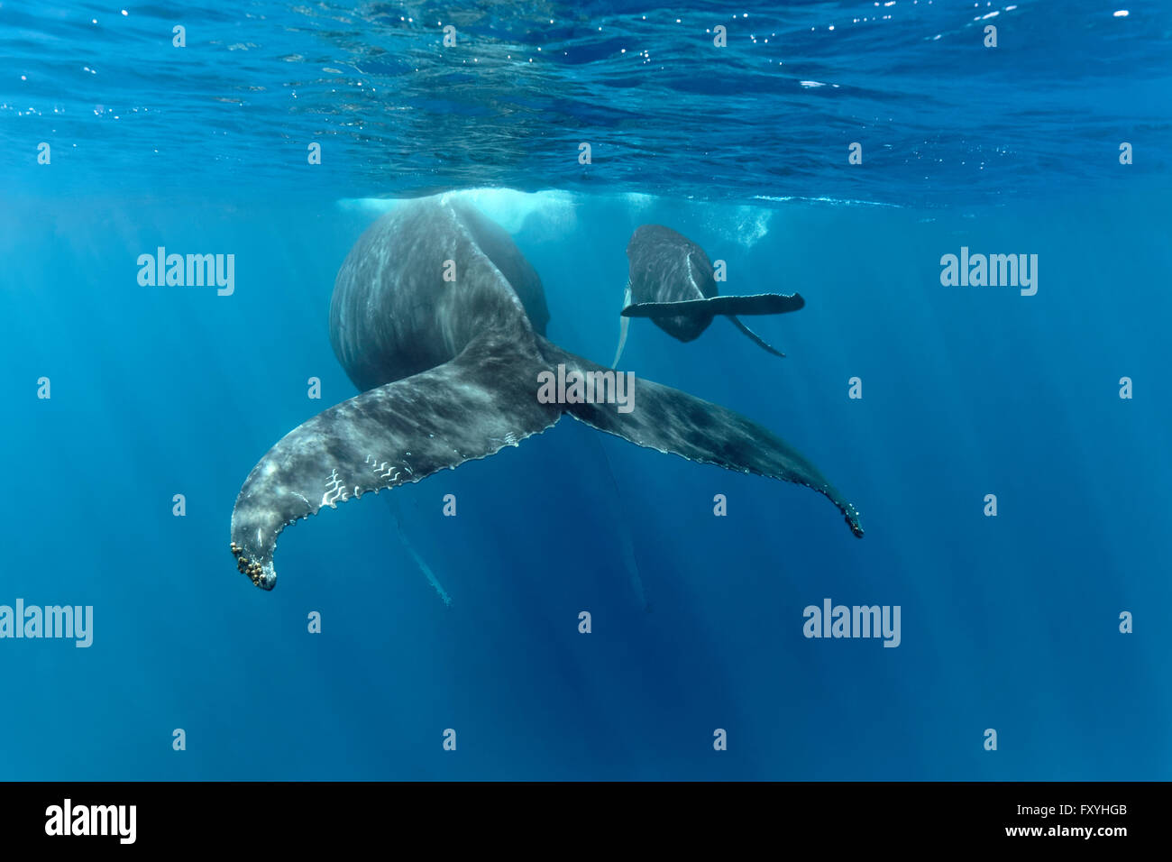 La ballena jorobada (Megaptera novaeangliae), hembra, de vaca, con jóvenes, la pantorrilla, en el mar abierto, Banco de plata, plata y Banco de Navidad Foto de stock