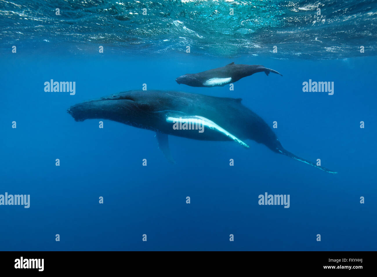 La ballena jorobada (Megaptera novaeangliae), hembra, de vaca, con jóvenes, la pantorrilla, nadar en el océano abierto, Océano Atlántico, Banco de Plata Foto de stock