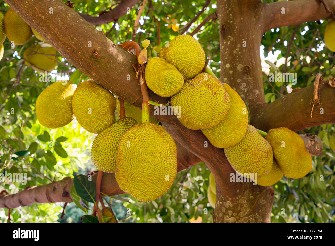Fruta del pan artocarpus altilis fotografías e imágenes de alta