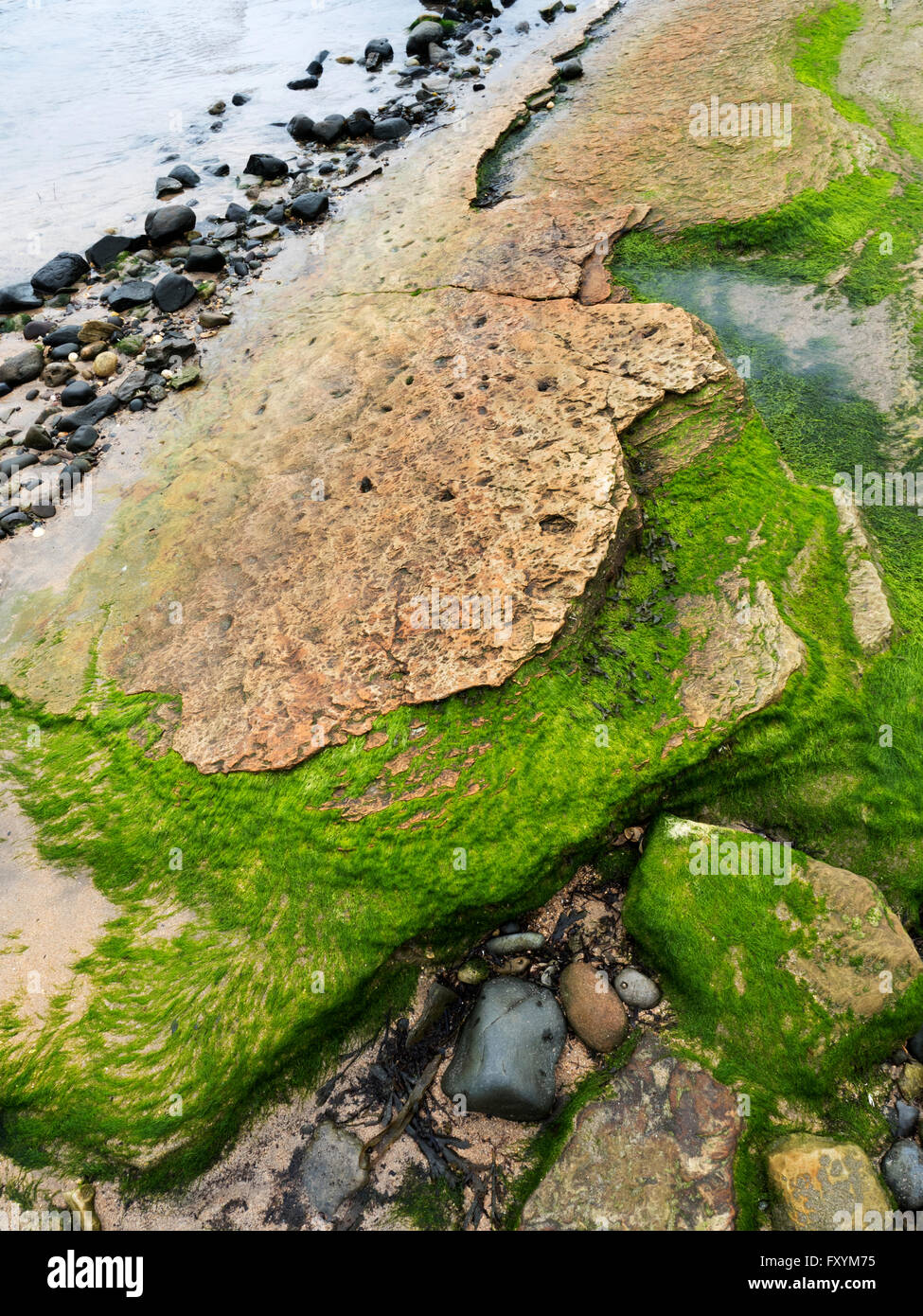 Detalle de rock en Boulmer Playa de la costa de Northumberland Inglaterra Foto de stock