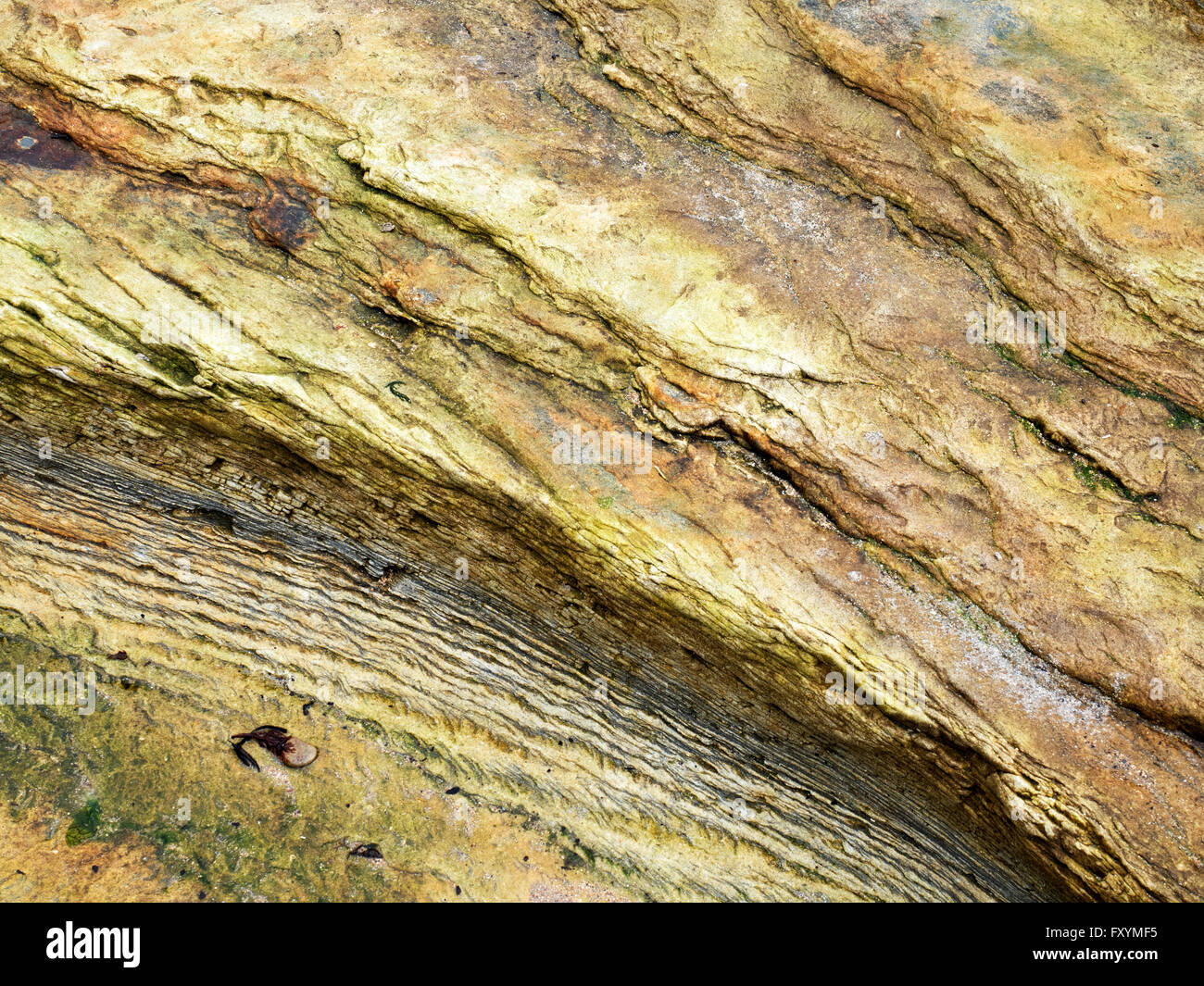 Detalle de rock en Boulmer Playa de la costa de Northumberland Inglaterra Foto de stock